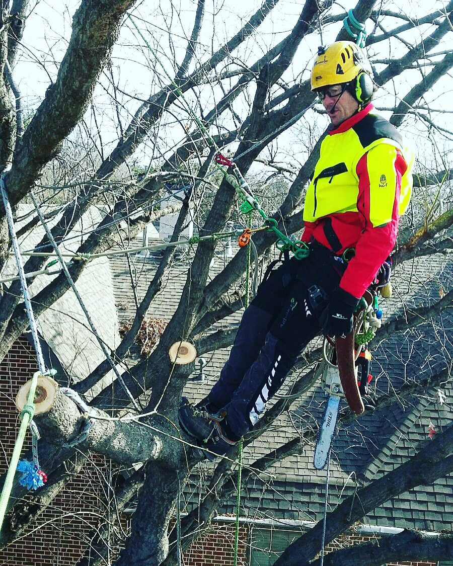 Fort Worth Tree Trimming Tree Pruning Services IMG 6587