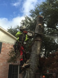 integrity tree care worker | tree removal