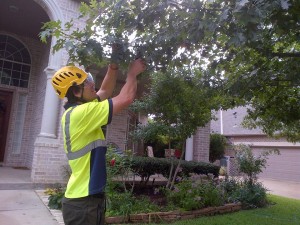integrity workers pruning tree